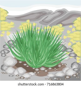 The aloe vera plant grows in nature. Healing is widely used in medicine. Nice and unpretentious. Juicy green twigs. Vector illustration.