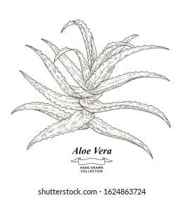Aloe vera plant hand drawn. Medical herbs collection. Vector illustration. Vintage engraving style.