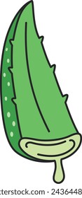 Aloe vera plant. Hand drawn vector illustration. Isolated on white background.