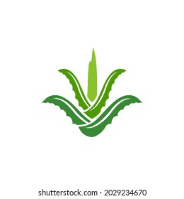 Aloe vera plant icon design illustration template