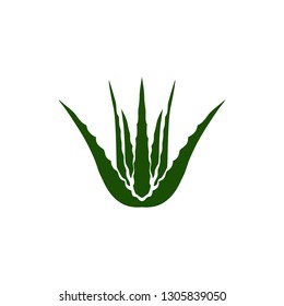 Aloe Vera Plant Icon Isolated White Stock Vector (Royalty Free ...