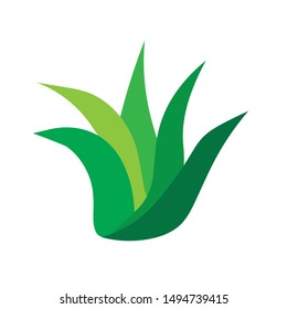 aloe vera plant icon- vector illustration