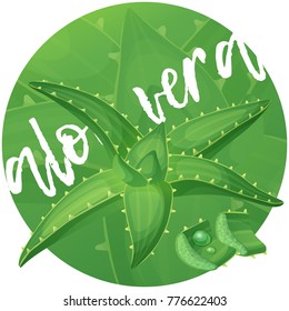 Aloe vera plant illustration. Cartoon vector icon