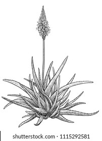 Aloe Vera Plant Illustration, Drawing, Engraving, Ink, Line Art, Vector