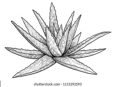 Aloe vera plant illustration, drawing, engraving, ink, line art, vector