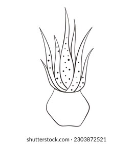 Aloe vera plant in ine art style. Doodle sketch style. Line drawing of succulent aloe leaves. Isolated vector illustration.