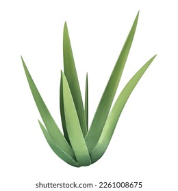 Ilustración de pintura dibujada a mano de Aloe Vera