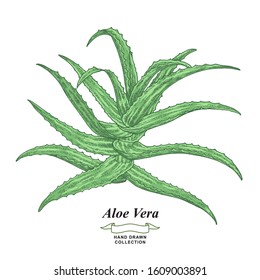 Aloe vera plant isolated on white background. Medical herbs. Vector illustration hand drawn. Vintage engraving style.