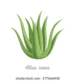 Aloe vera plant isolated on a white background. Vector illustration in cartoon flat style.