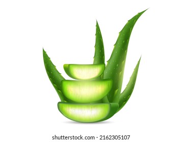 Aloe Vera plant isolated on a white background. Vector illustration