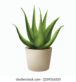 planta aloe vera aislada en blanco