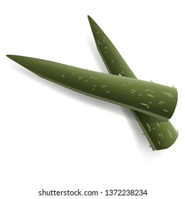 aloe vera plant leaf cosmetic