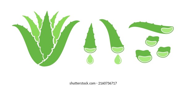 Aloe Vera Plant, Leaves And Slices. Flat Vector Illustration Isolated On White.