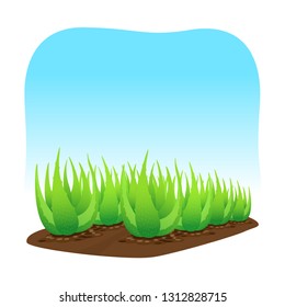 aloe vera plant on soil isolated over blue background, clip art of aloe vera leaves, aloe vera for ingredient cosmetics cream products, illustration realistic clip arts of aloe vera plantation farm