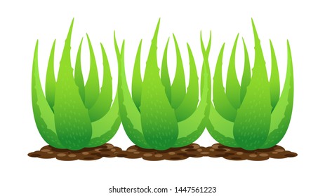 aloe vera plant on soil isolated over white background, clip art of aloe vera leaves, aloe vera for ingredient cosmetics cream products, illustration realistic clip art of aloe vera plantation farm