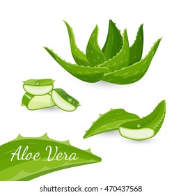 Aloe vera plant and its parts, colorful vector flat illustration