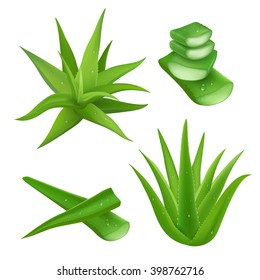 Aloe Vera Plant Realistic Set With Cut Pieces Isolated Vector Illustration 