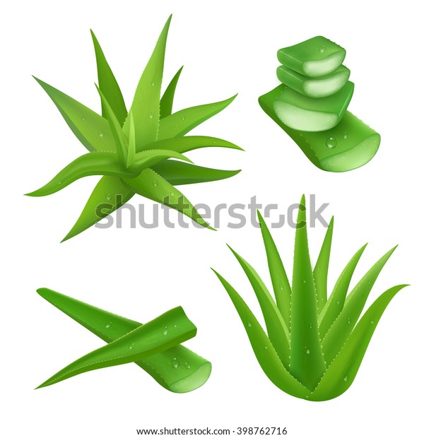 Aloe Vera Plant Realistic Set Cut Stock Vector Royalty Free