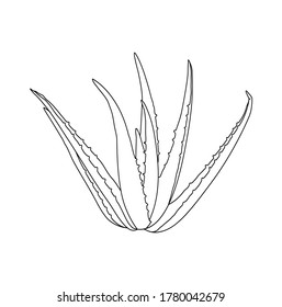 Aloe Vera Plant -simple drawing