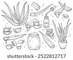 Aloe vera plant and sliced leaves, sketch vector illustration. Natural herbal medicine or cosmetics ingredient. Hand drawn isolated design elements