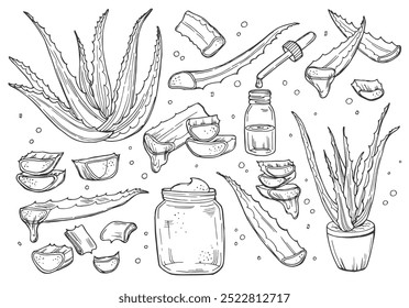 Aloe vera plant and sliced leaves, sketch vector illustration. Natural herbal medicine or cosmetics ingredient. Hand drawn isolated design elements