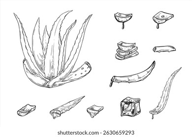 Aloe vera plant, sliced leaves with dripping gel, and aloe ice cube monochrome vector set painted by black inks. Healing plant clip art for skincare packaging, health blog, organic cosmetic design