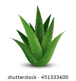 Aloe Vera plant. Vector design.
