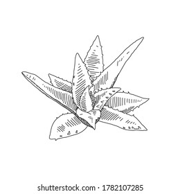 Aloe Vera Plant - vector drawing