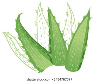 Aloe vera pflanzliche Vektorillustration auf weißem Hintergrund