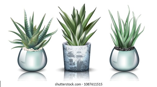 Aloe vera plants set collection Vector. detailed illustration designs