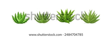 Aloe Vera Plants in Various Stages. Vector illustration design.