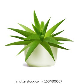 Aloe vera in the pot. Cartoon vector illustration isolated on a white background.