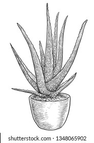 Aloe Vera In Pot Illustration, Drawing, Engraving, Ink, Line Art, Vector