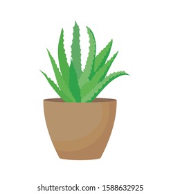 Aloe vera in a pot isolated on white background, vector illustration, hand drawn.