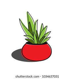 Aloe vera in the pot on white background