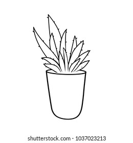 Aloe vera in the pot on white background