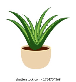 Aloe vera in the pot vector illustration isolated on white background vector illustration