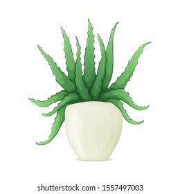 Aloe vera in pots colorful hand drawn vector illustration isolated on white background. For homemade medicals and face care products design.