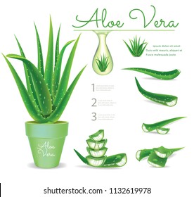 Aloe vera pots.illustration vector