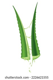 Aloe vera, realistic green plant, leaves and cut pieces with fresh juice drops, isolated on white background. Icon use for cosmetic products advertesment or for banner, poster design