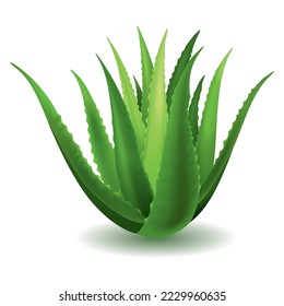 Aloe vera, planta verde realista, deja aislada en el fondo blanco. Uso de iconos para publicidad de productos cosméticos o para diseño de pancartas, afiches