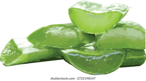 Aloe vera Realista, adecuado para el diseño.