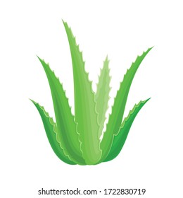 Aloe Vera Rosette of Large, Thick, Fleshy Leaves Vector Illustration