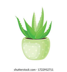 Rosette Áloe Vera de hojas grandes, gruesas y flacas que crecen en la olla como ilustración vectorial de la flor interior