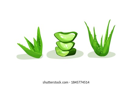 Aloe Vera Rosette of Large, Thick, Fleshy Leaves Vector Set
