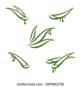 Aloe Vera set. Collection icon Aloe Vera. Vector