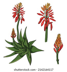 Aloe vera set of full flower and buds isolated on white background. Vector drawing illustration.