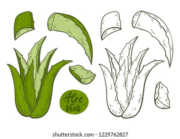 Aloe vera set isolated on white background. Vector illustration. Medicinal plant.