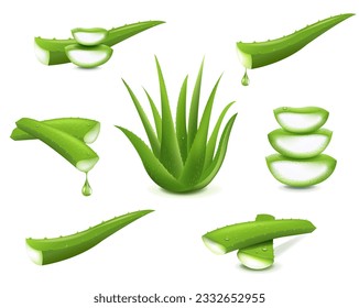 Aloe Vera Set De Fondo Blanco Aislado Con Malla Gradiente, Ilustración Vectorial