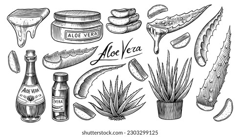 Aloe vera. Esbozo de la planta y el racimo y las hojas. Ingredientes para medicamentos a base de plantas o cosméticos. Esbozo de tinta veneciana dibujado a mano. Productos para etiqueta, publicidad, tipografía o pancarta, afiche 